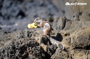 dovolená fuerteventura